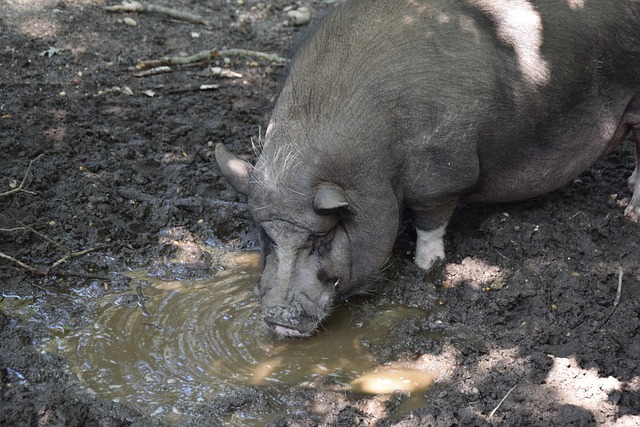 强热火成优 强热火成优